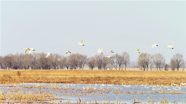 Great environment draws migrating birds to Ordos