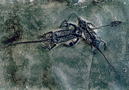 贵州龙化石1.jpg