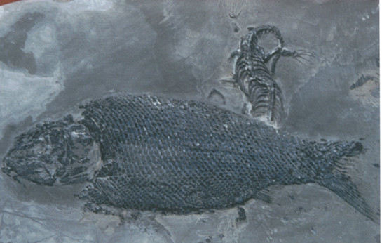 贵州龙化石2.jpg