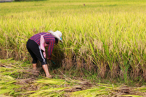 harvest3.jpg