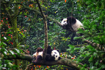 Giant pandas ate bamboo as early as 7 million years ago, study says