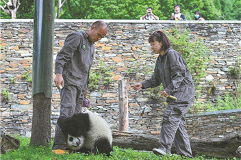 Pandas help foster ties between Hong Kong and Sichuan province