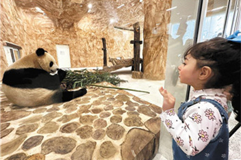 Pandas reach new home in Qatar, to stay for 15 years