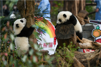 Courtship of wild giant pandas spotted in SW China