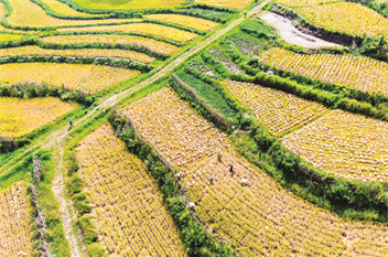 Sichuan Bazhong strives to build higher-level granary II