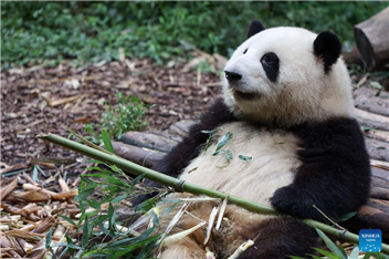 Take an online tour of the 'Panda Kingdom' in Sichuan