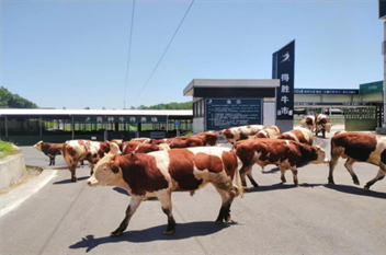 Beef cattle project settles in Pingchang