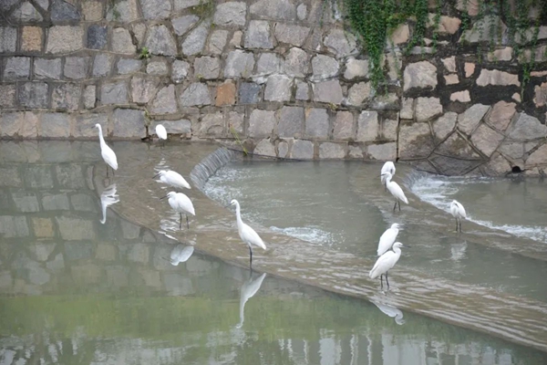 Egrets stopover in Qingdao FTZ