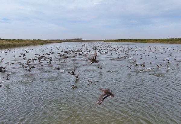 Advanced Bird Monitoring System at the Yellow River Delta: Tracking Rare Bird Movements and Protecting the International Airport for Birds