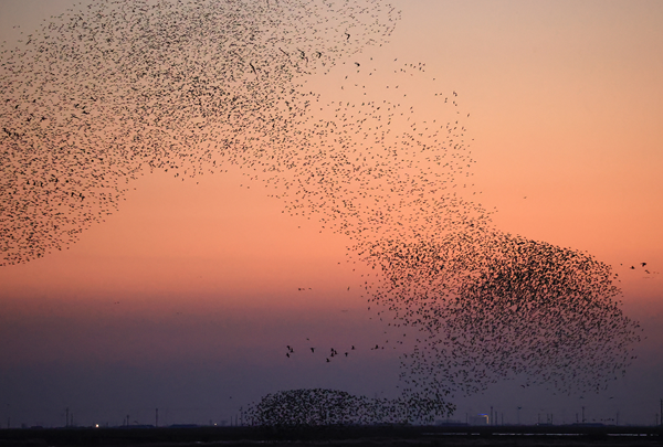 Yellow River Delta awes with stunning bird waves