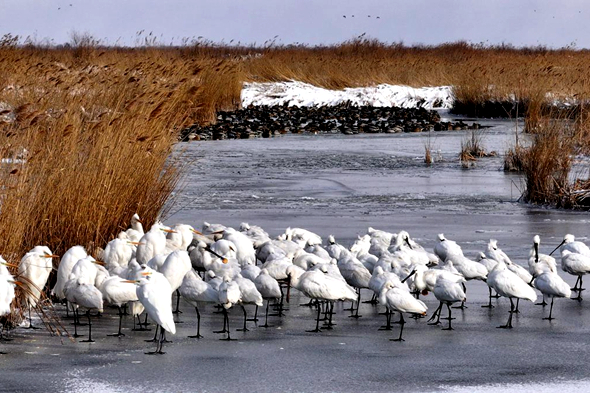 Migratory birds thrive in snowy haven of Yellow River estuary