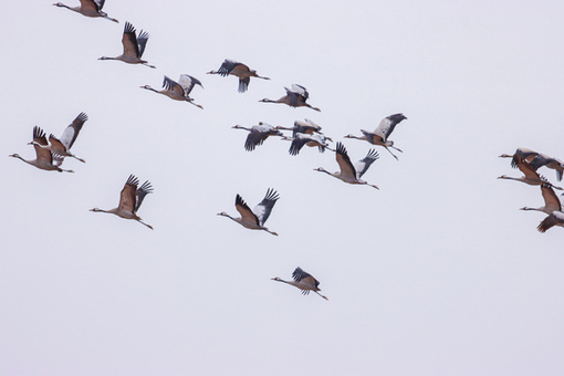 Graceful gray cranes enliven the Yellow River Delta