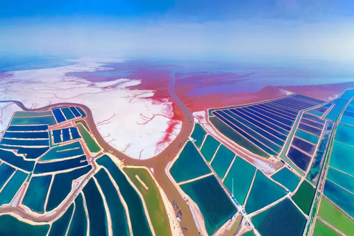 Salt-alkaline lands sprout new hope in Dongying