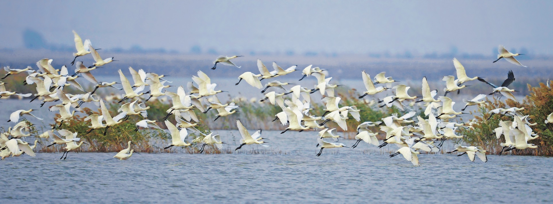 Dongying advances ecological protection, high-quality development 