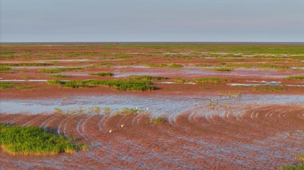 Dongying tackles invasive plants, boosts biodiversity