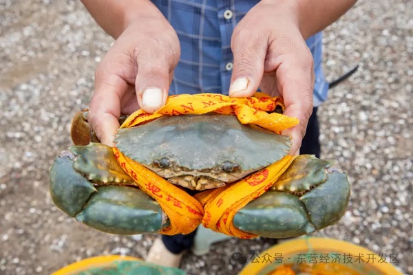 Dongying's Sanmen green crab industry boosts aquaculture and local incomes