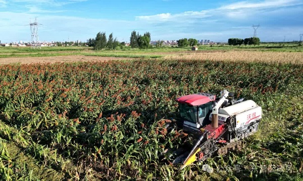 Village in Dongying transforms salted land for sorghum harvest