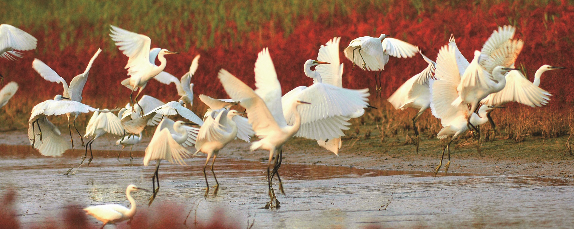 'Infrastructure', technologies aid recovery of Yellow River wetland 