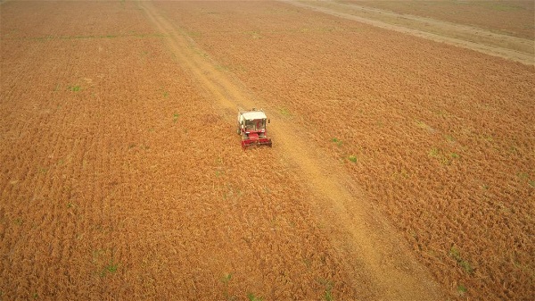 Dongying transforms saline-alkali fields into a bountiful autumn harvest