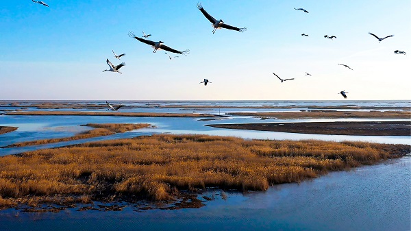 Roundtable of Wetland City Mayors takes place in Dongying