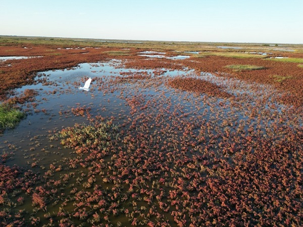 Wetland in Yellow River Delta dazzles with autumn beauty