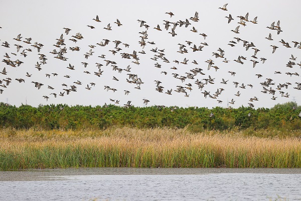 Yellow River Delta thrives as migratory birds return