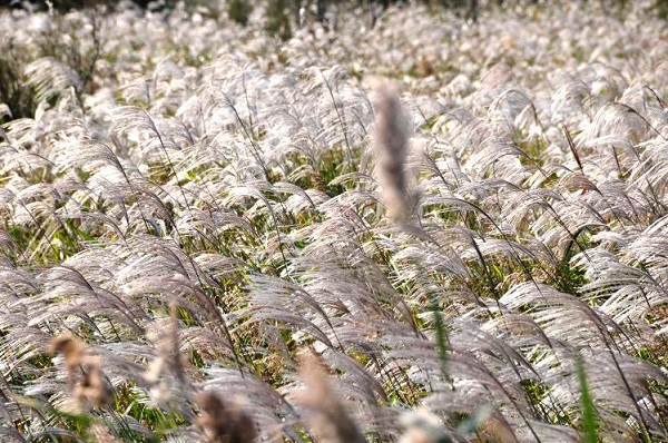 Dance of reeds at Yellow River Estuary creates fall splendor