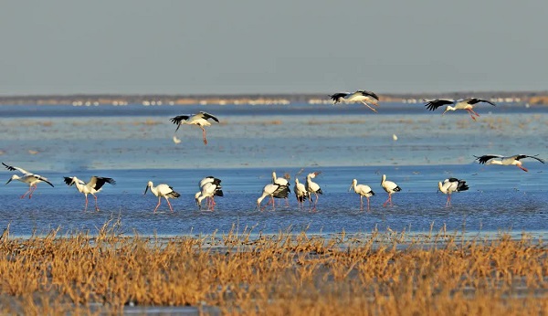 Four routes for 2024 intl bird-watching season in Dongying