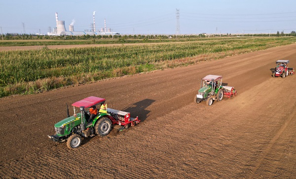 Dongying raises the agricultural bar for its salty soil