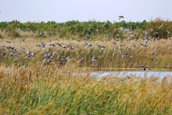 Bird-watching event to kick off in Dongying