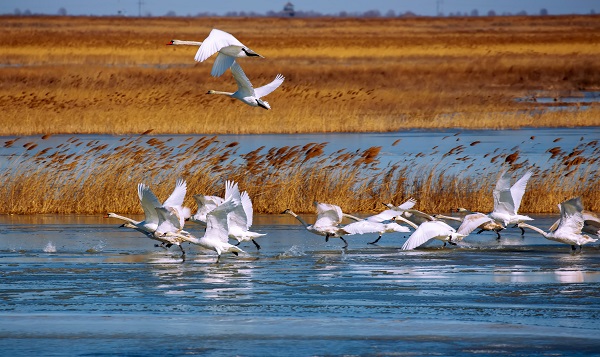 Dongying maximizes impact of 2nd birdwatching event