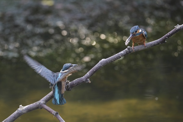 Feeding journey of baby kingfishers in Yellow River Delta