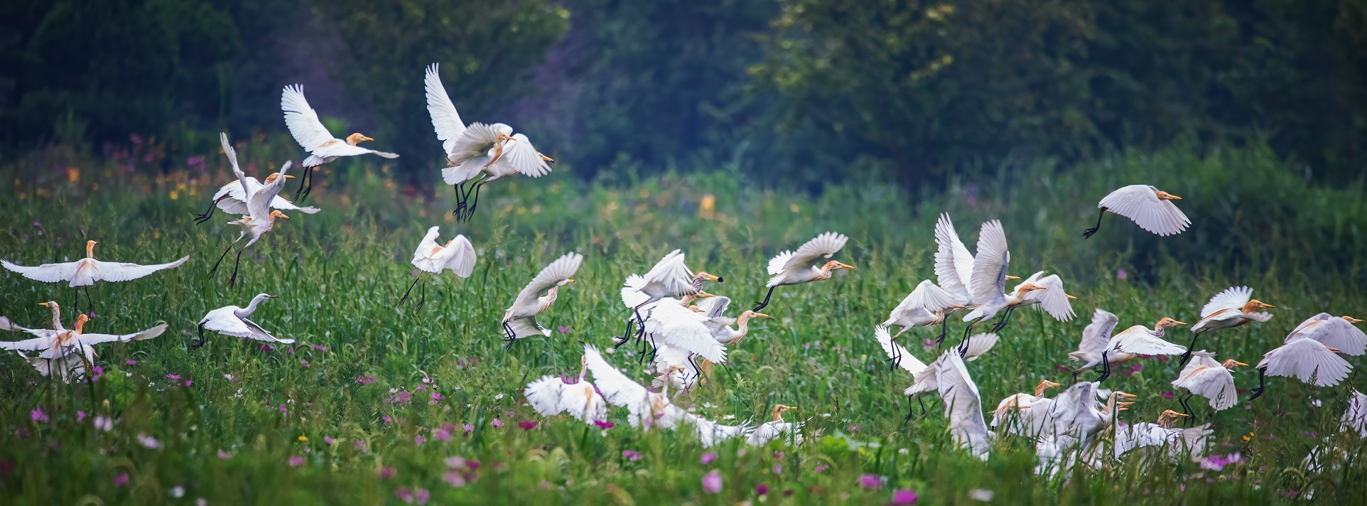 Opening ceremony of 2nd birdwatching season held in Dongying