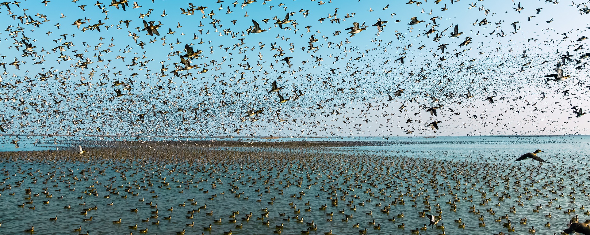 Yellow River Delta thrives as migratory birds return