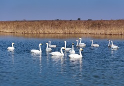 Photographers flock to Yellow River estuary for migratory birds