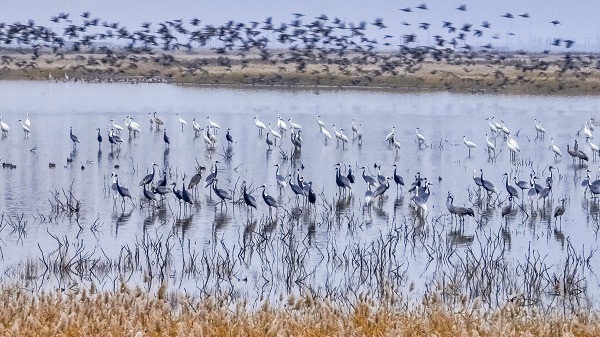 Photos taken at 2nd intl birdwatching season in Dongying