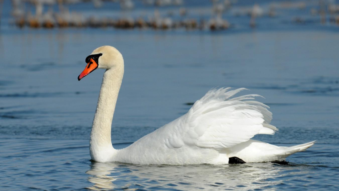 Mute Swans breeding in first-ever discovery