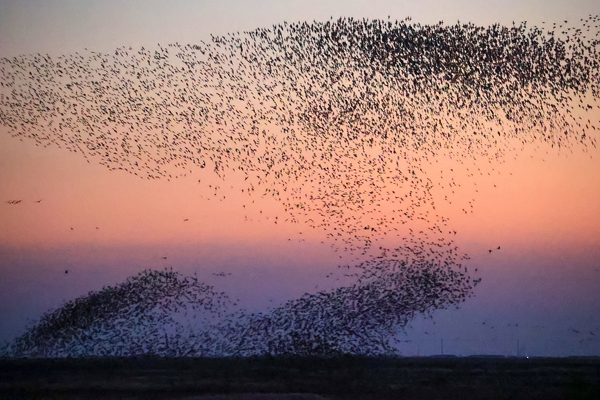 Yellow River Delta awes with stunning bird waves