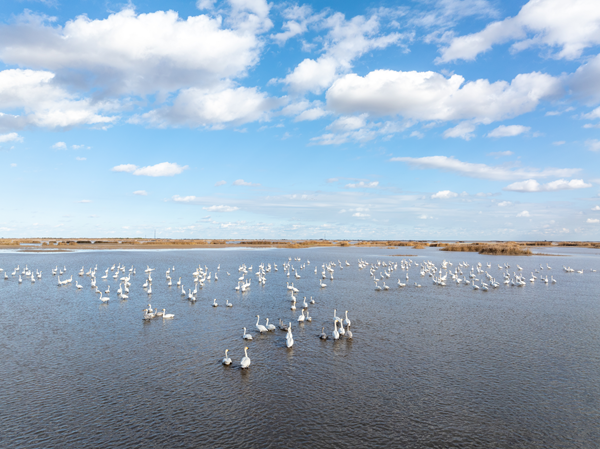 AI enhances bird monitoring in Yellow River Delta Nature Reserve