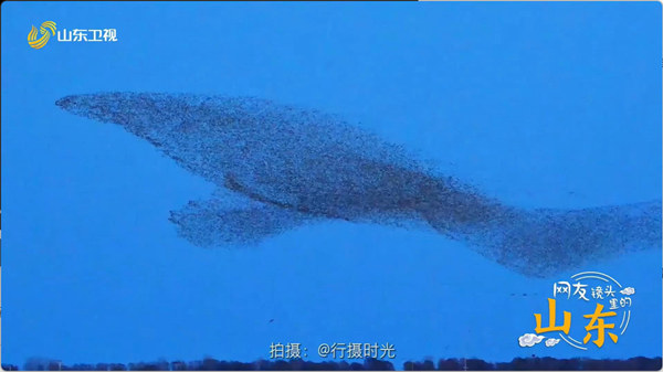 Thousands of birds soar over Dongying's Yellow River Delta