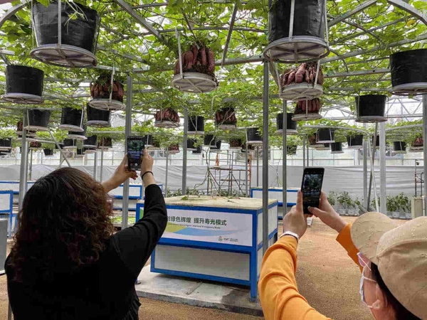 Rural greenhouses turn high-tech as handsets become farm tools
