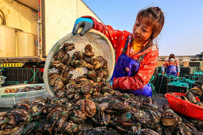 Abalone farming in Rongcheng sees major improvements