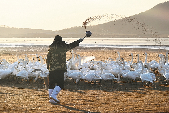 Better environment attracts swans, tourists
