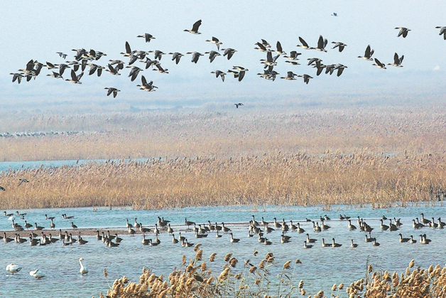 Shandong promotes ecological conservation in Yellow River Delta