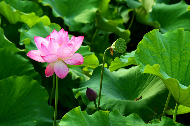 Lotus flowers sparkle in Zaozhuang