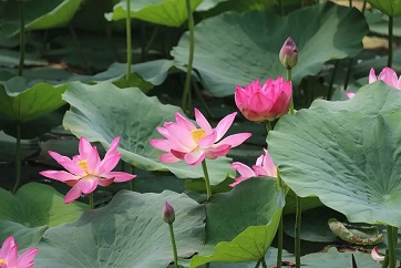 Lotus flowers bloom on Taibai Lake