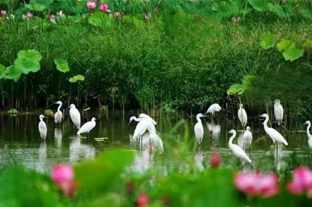 Weishan Lake rises to 5A tourist haven