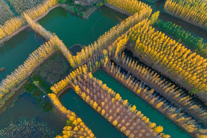 Huihe Wetland presents breathtaking symphony of biodiversity