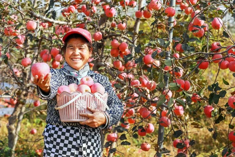 Fruit farming brings prosperity to town in Jining
