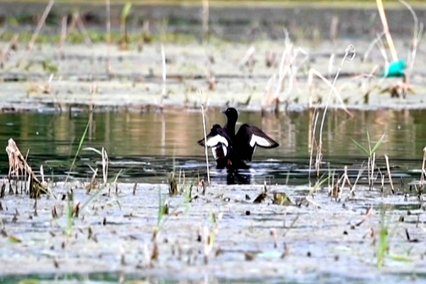 Critically endangered wild ducks find home in Jining